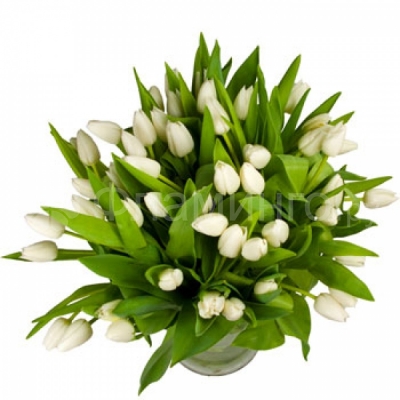Белые тюльпаны Тюльпаны - самые весенние цветы в мире, маленькие и большие букеты тюльпанов станут замечательным подарком для каждой представительницы прекрасного пола к Международному женскому дню! Порадуйте любимых дам нашим специальным предложением к 8-му марта! Букет из белых тюльпанов – нежный и трогательный подарок, который без труда расскажет о Ваших чувствах. Белые тюльпаны.